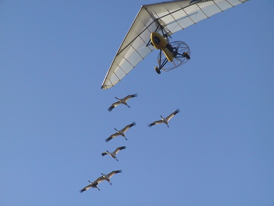 Operation Migration Uses Ultralight Aircraft to Guide Hand-Reared Whooping Cranes on Their First Migration