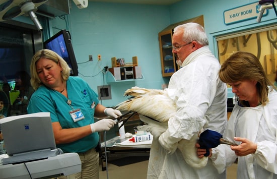 Injured Whooping Crane Receives Care at Disney’s Animal Kingdom