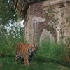 Maharajah Jungle Trek at Disney’s Animal Kingdom
