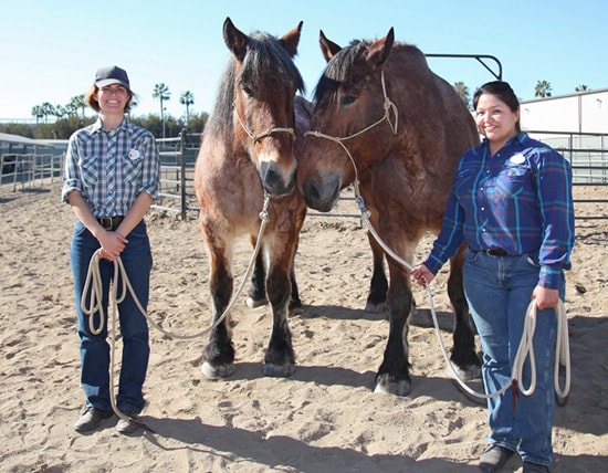 Circle D Ranch Welcomes Two New Horses to the Disneyland Resort