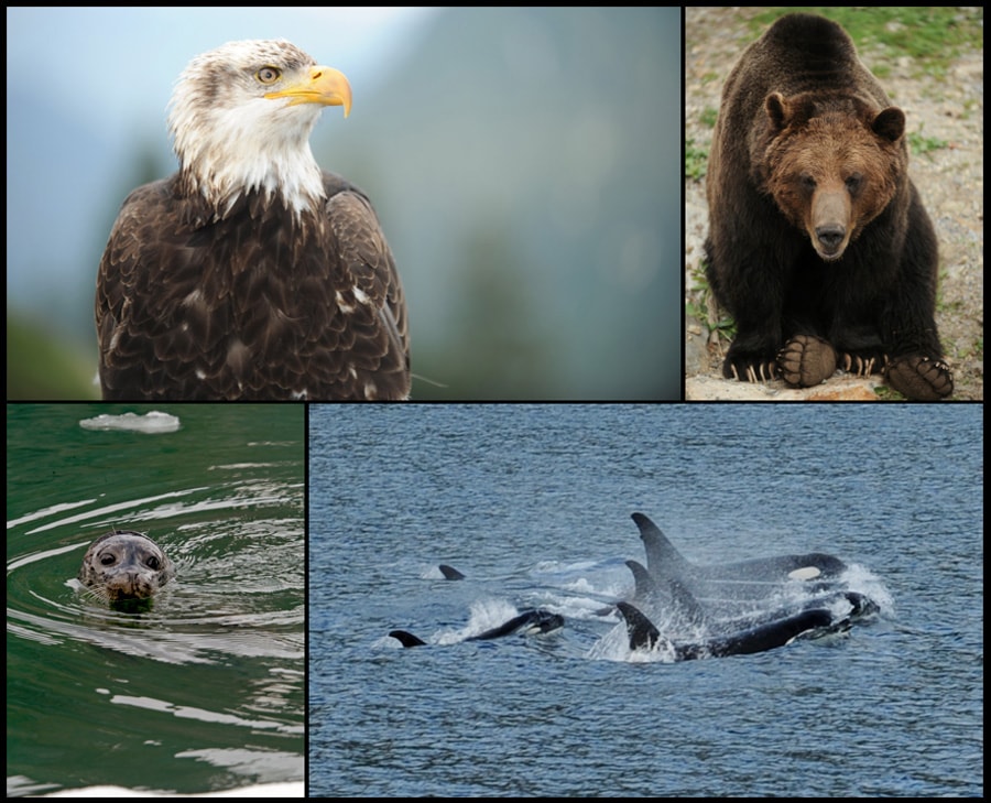 Explore Alaska’s Wildlife with Disney Cruise Line Disney Parks Blog