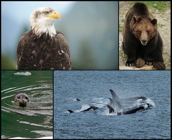 Explore Alaska’s Wildlife with Disney Cruise Line