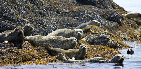 Discover Alaska’s Annette Island with Disney Cruise Line