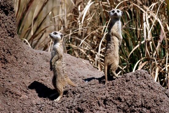 Caption This: Meerkats at Disney’s Animal Kingdom