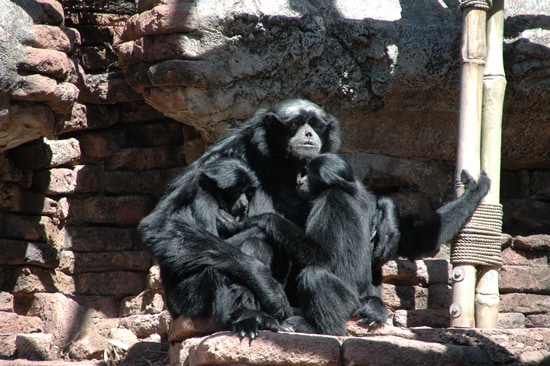 Siamang Kenny and his twin daughters, Veruca and Violet at Disney's Animal Kingdom