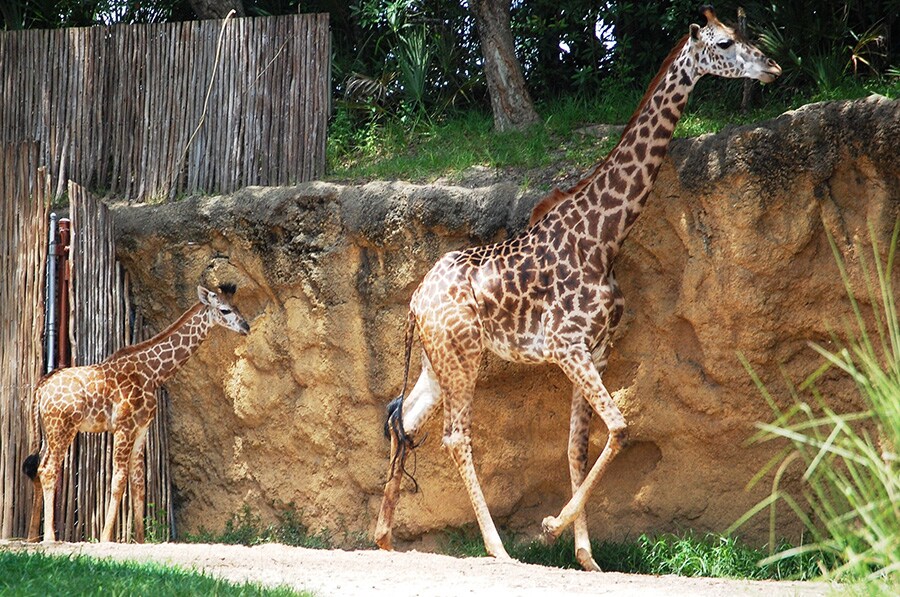 This Week in Disney Parks Photos: A Baby Giraffe Debuts & A Star Shines at  Disneyland Park | Disney Parks Blog