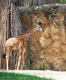 Mosi, the First Masai Giraffe Born at Disney's Animal Kingdom