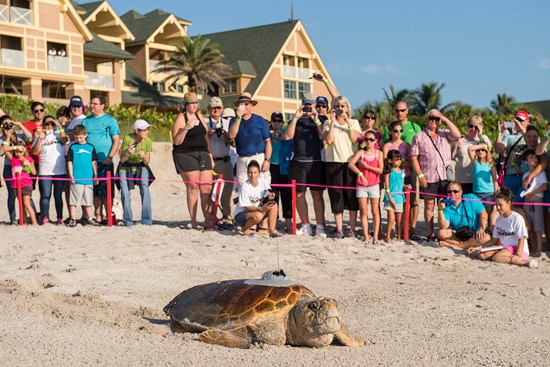Sea Turtles, Facing Monstrous Challenges, Return to the Sea Cheered On by Disney’s Vero Beach Resort Guests