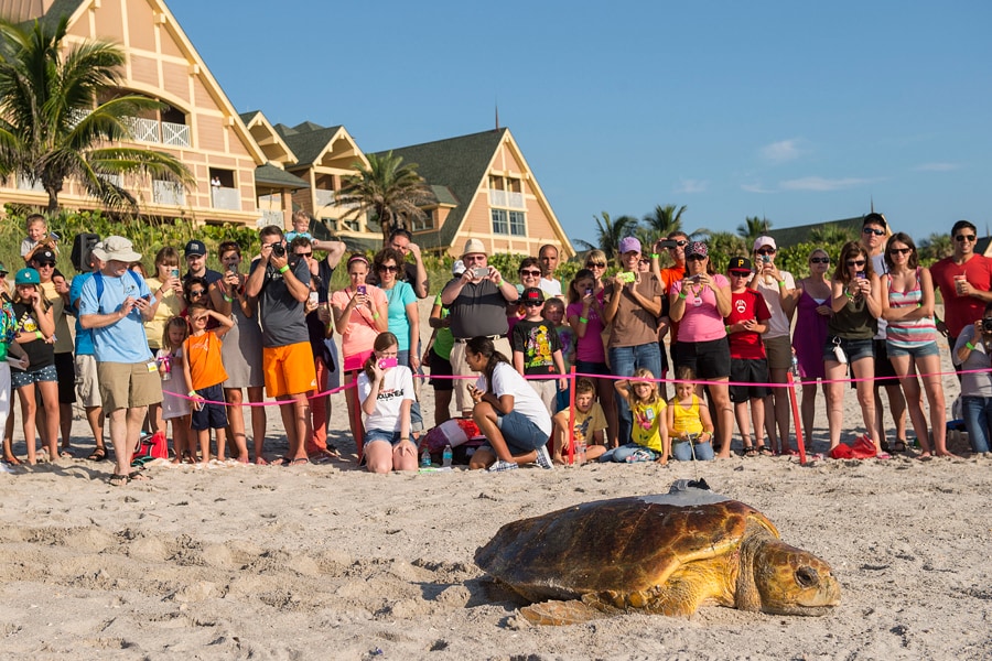 Wildlife Wednesdays A Tour De Turtles First Sea Turtle Returns To Disney S Vero Beach Resort To Nest Again In The Same Year Disney Parks Blog