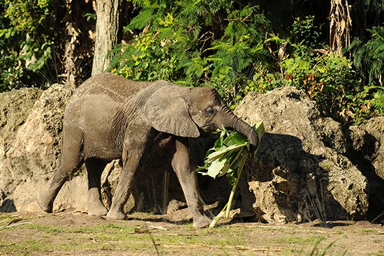 Elephants Eat Their Fruits and Veggies, and a Whole Lot More!