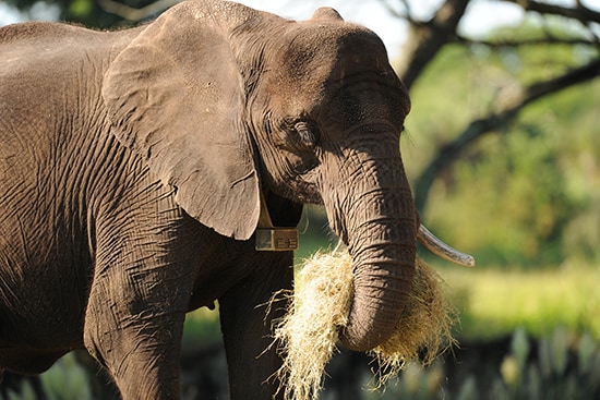 Elephants Eat Their Fruits and Veggies, and a Whole Lot More!