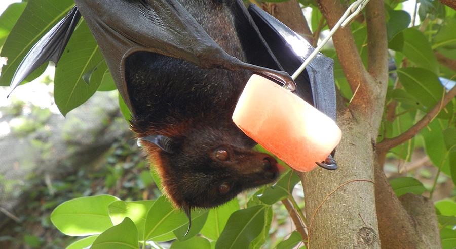 Wildlife Wednesdays: Halloween Celebration at Disney's Animal Kingdom Helps  to Keep Bats 'Hanging Around' | Disney Parks Blog