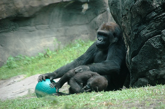 Azizi, A New Female Gorilla Who Recently Joined the Disney’s Animal Kingdom Family
