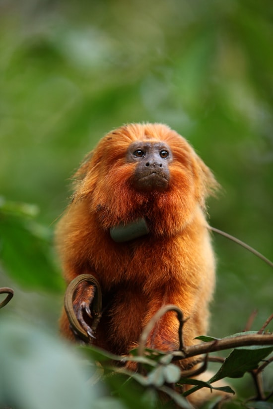A Golden Lion Tamarin, Like the Ones Guests Can See at Disney's Animal Kingdom