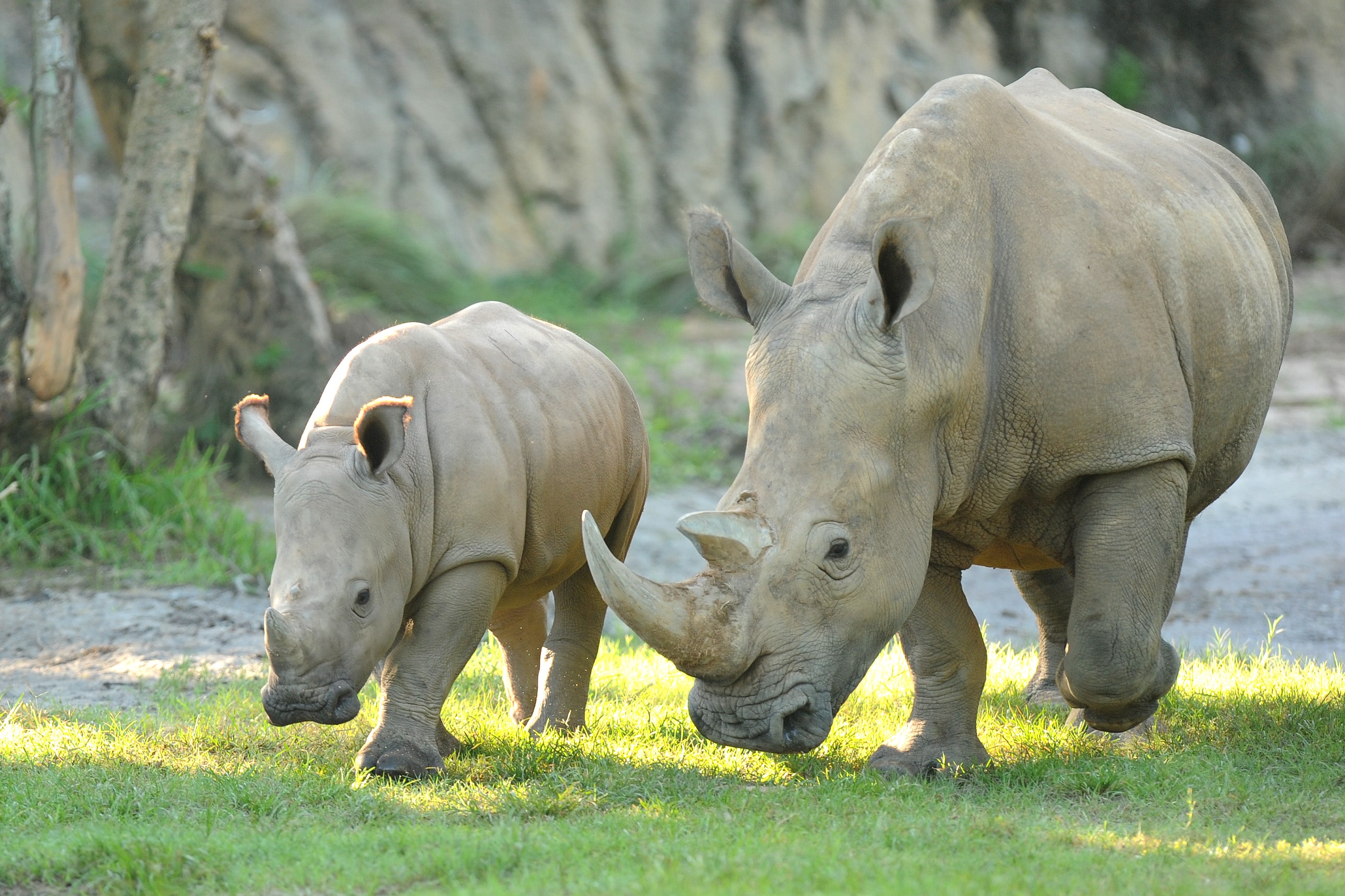 Wildlife Wednesdays: Fun Facts Shared on Rhino Day at ...