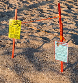 Record Number of Sea Turtle Nests This Year at Disney’s Vero Beach Resort