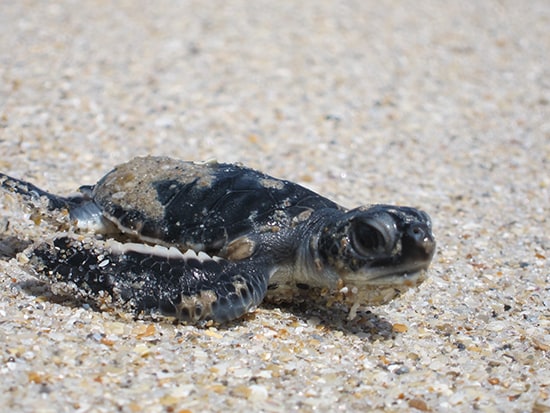 Wildlife Wednesdays: Record Number of Sea Turtle Nests This Year at ...