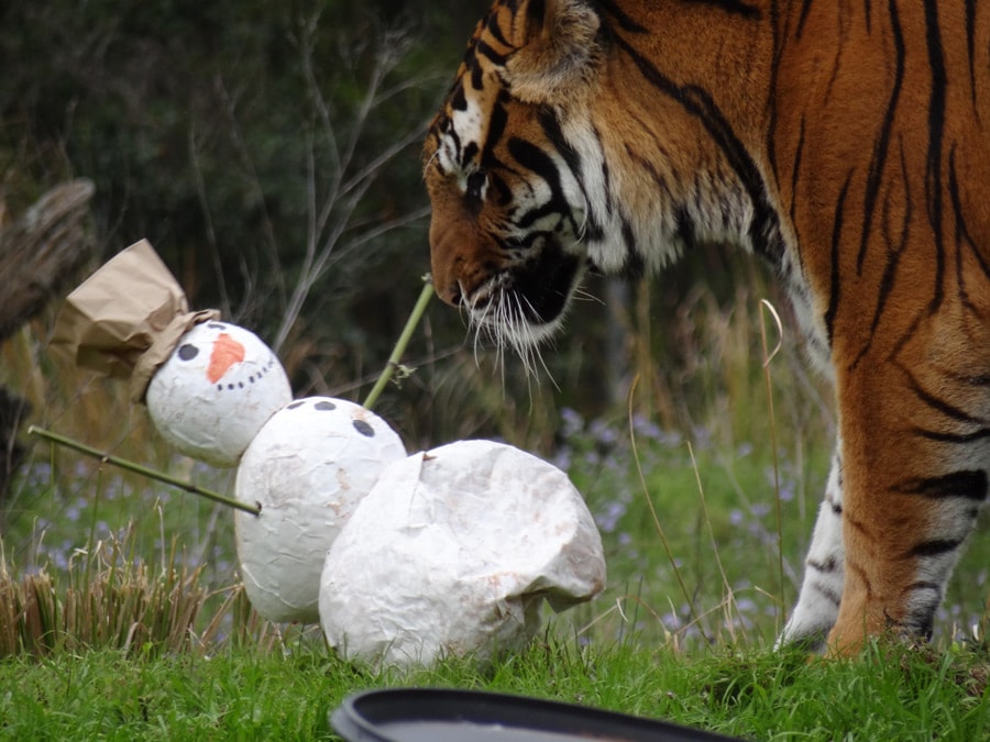 Wildlife Wednesdays: Animals Enjoy Holiday Fun Too at Walt Disney World  Resort | Disney Parks Blog