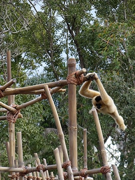 Wildlife Wednesdays: Animal Sweethearts “Hanging Out” in Expanded Play Area at Disney’s Animal Kingdom