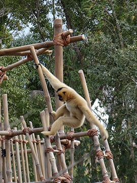 Wildlife Wednesdays: Animal Sweethearts “Hanging Out” in Expanded Play Area at Disney’s Animal Kingdom