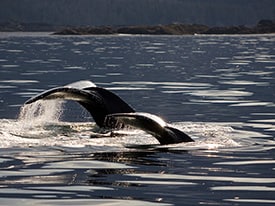 Wilderness Sea Kayaking Adventure With Disney Cruise Line in Alaska