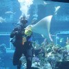 Wildlife Wednesdays: The Seas with Nemo & Friends Earns Praise for Conservation Efforts, Animal Care from Accrediting Association