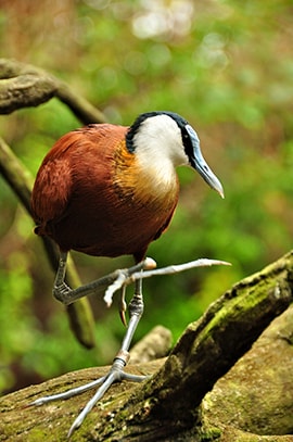 Wildlife Wednesdays: Birds of All Kinds of Feather Flock Together at Disney’s Animal Kingdom
