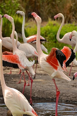 Wildlife Wednesdays: Birds of All Kinds of Feather Flock Together at Disney’s Animal Kingdom