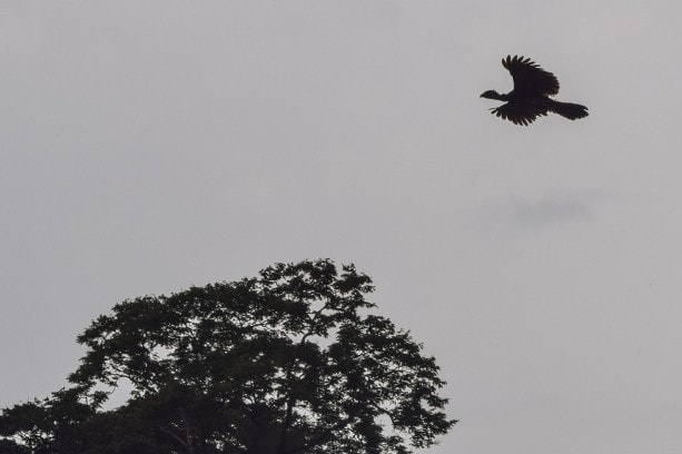 a Great Curasaw in flight over Tortuguero taken during boat tour