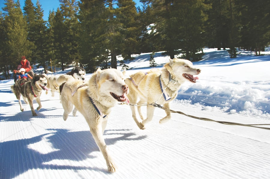 Dog Sledding on Adventures by Disney Winter in Wyoming Long Weekend Vacation Package