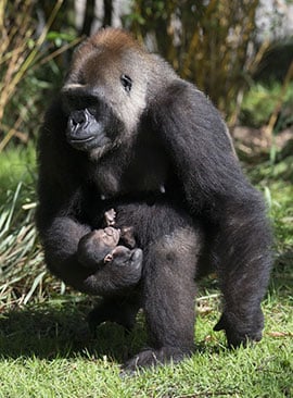 Yet-To-Be-Named Baby Male Gorilla at Disney's Animal Kingdom