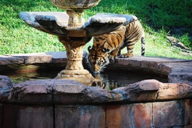 Wildlife Wednesday: One of These Is Not Like the Other – Welcome a Sumatran Tiger to Disney’s Animal Kingdom!