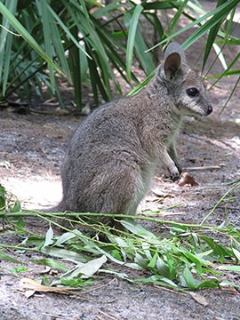 Wildlife Wednesday: Update on the  Wallaby Joey at Disney’s Animal   Kingdom– 'It’s a boy!'
