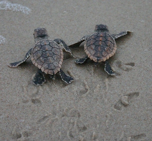 Wildlife Wednesday: Baby Sea Turtles Hatch from Anna & Elsa’s Nests at ...