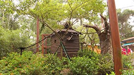 Cotton-top Tamarin Exhibit at Disney’s Animal Kingdom