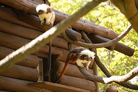 Wildlife Wednesday: Cotton-top Tamarins Explore Their New Home at Disney’s Animal Kingdom