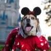 Watch America’s Cutest Pet – Howl-o-Ween Special Airing October 18