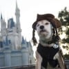 Watch America’s Cutest Pet – Howl-o-Ween Special Airing October 18