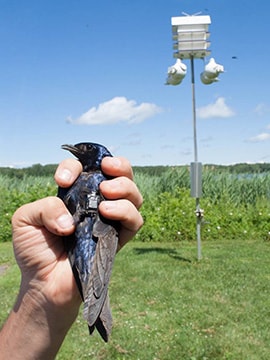 Tagged Purple Martin at The Purple Martin Conservation Association