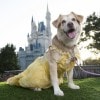 A Disney Side Dog’s Day at Magic Kingdom Park