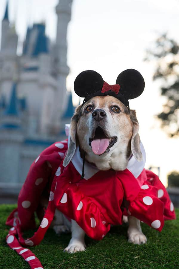 A Disney Side Dog’s Day at Magic Kingdom Park | Disney Parks Blog