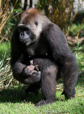 Western Lowland Gorilla Baby #1 and Mom