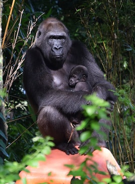 Western Lowland Gorilla Baby #2 with Mom. Look For the Entire Family Group on the Pangani Forest Exploration Trail at Disney’s Animal Kingdom