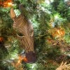 Christmas Trees at Disney’s Animal Kingdom Lodge