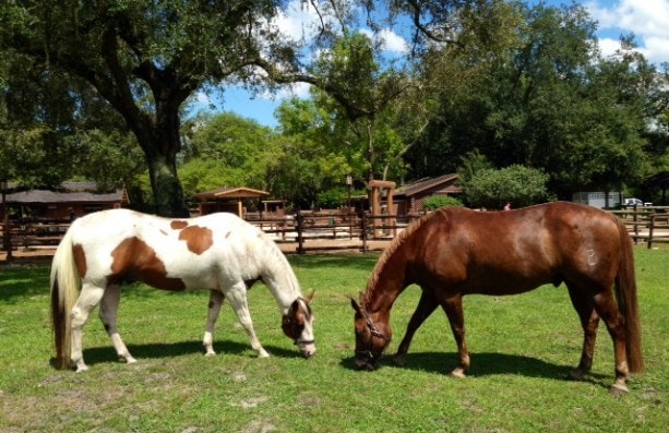 Ranch Horses 2