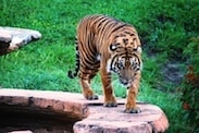 Tigers Can be Found on Maharajah Jungle Trek