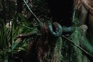 Snakes and Other Animals Can be Found at Rafiki’s Planet Watch