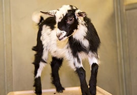 Vote to Name Our New Baby Girl Goat at the Disneyland Resort