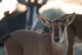 Sable Antelope Calves at Disney's Animal Kingdom