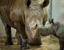 Disney’s Animal Kingdom Welcomes White Rhino Calf to the Herd